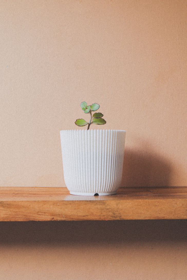  A Close-Up Shot of a Potted Plant